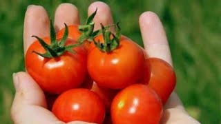 كيفية زراعة الطماطم الكرزية في البيت( tomate cerise )