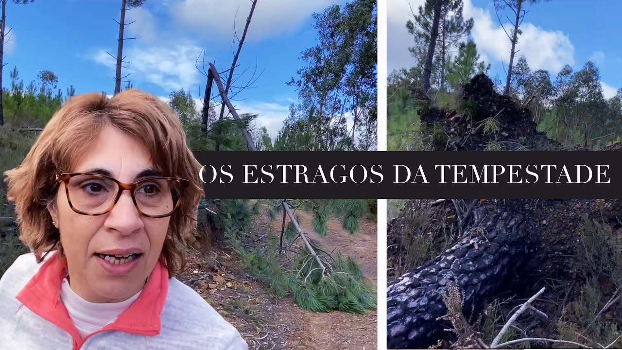 Os Estragos da Tempestade aqui na aldeia + fui à TVI! | vlog no campo 🏡