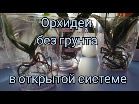 який вибрати ґрунт для орхідей