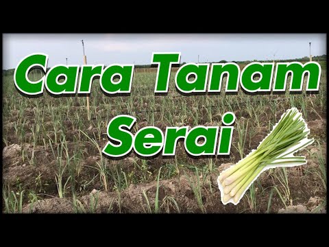 Video: Penanaman Mengikut Bulan – Ketahui Tentang Berkebun Fasa Bulan