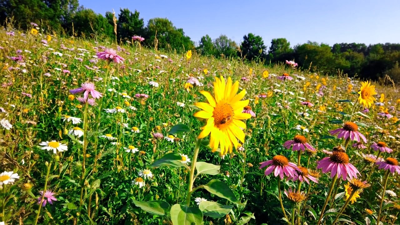 Different wildflowers grow together 🌼🌿 Free for YouTube 4k UHD