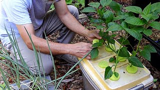 Kratky Hydroponics, Easy DIY for Beginners