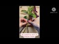 Coleus Tree- Braid Tutorial @klorofyllan-sweden