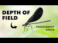 How to use depth of field in photography  explained