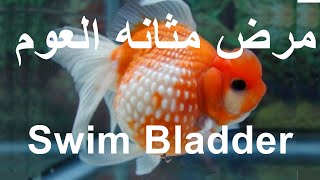 مرض مثانه العوم (المثانه الهوائيه) لاسماك الزينه