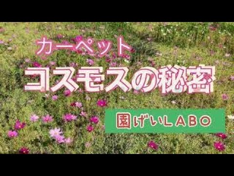 コスモスの摘心と摘花で次々と咲かせるコツ