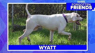 Happy hound and pointer mix named Wyatt waiting to meet you | Forgotten Friends