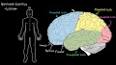 Psikoloji ve Beyin ile ilgili video
