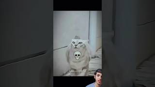 cat's Kung  fu is  crazy #trending #shorts