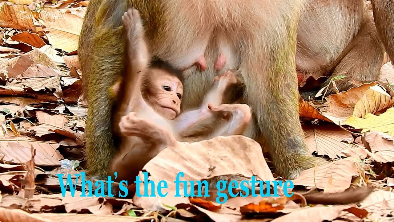 Gorgeous & adorable baby Baron is showing very funny gesture/ Baron baby is awesome handsome boy.