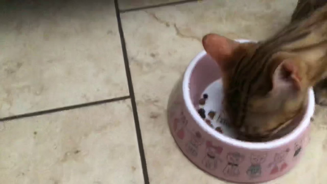 My cat eating YouTube