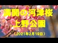 2021年　満開の河津桜　上野公園　後を追うソメイヨシノ