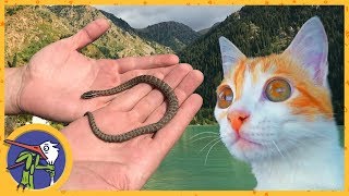 We are going to the Issyk lake. The cat Ryzhik(Ginger) and the snake