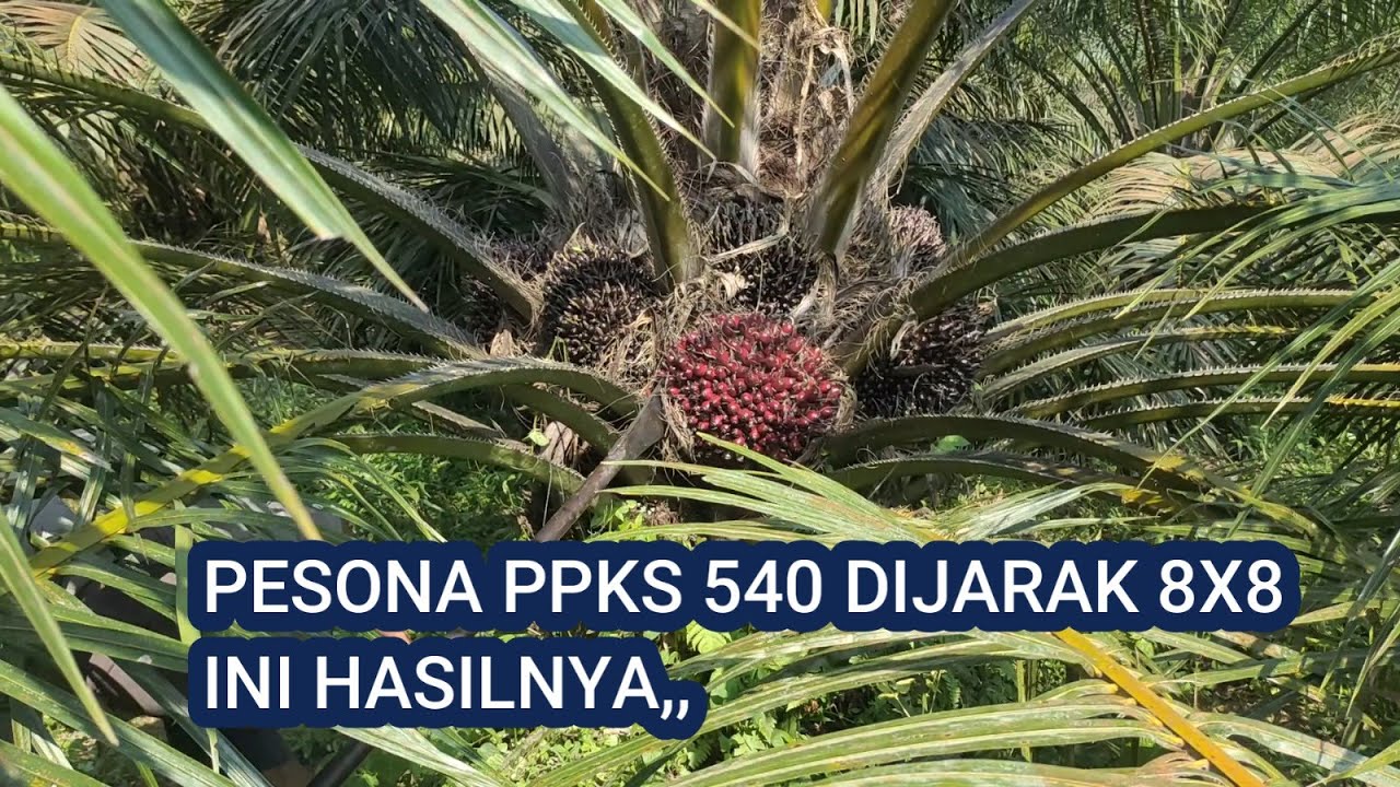 PESONA PPKS 540 DENGAN JARAK 8X8 INI HASILNYA