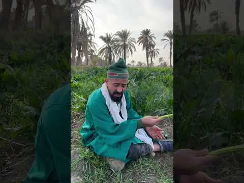 يا عالم عيزين نتجوز