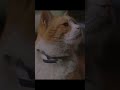 Unlock Your Cat's Play Personality: Hunter vs. Prey Explained!