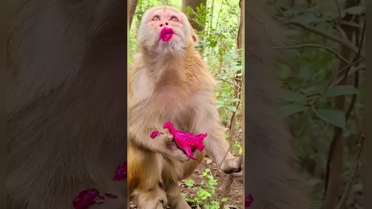 Try not to laugh with Funny Monkey 