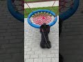 СЭР  - СОИЗВОЛИЛИ,  ВЕЛИЧИЯ  ВО ВСЕМ  --- ПОРОДА .ЭТО ОЧЕНЬ СЛОЖНО,