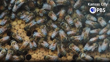 Honeybees Are Not the Heroes We Think They Are