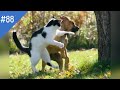 #88 FUNNY PETS / СМЕШНЫЕ ВИДЕО 2021 / Я РЖАЛ ПОЛЧАСА / СМЕШНЫЕ ЖИВОТНЫЕ