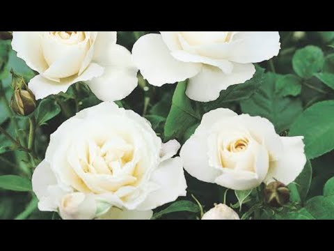 White Success, white