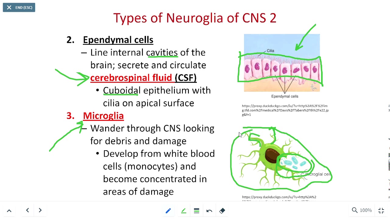 BIOL 214 Neuroglial Cells (Ch 12 Part 4) - YouTube