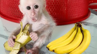 Cute little monkey Mia eats bananas with friends