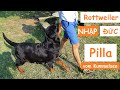 Nhờ AE đánh giá video được mấy điểm ạ- video về chó rottweiler ai dị ứng chó thì tránh