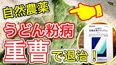 うどんこ病対策 重曹植物性オイルスプレーですぐ消える 無農薬で簡単に治す 概要欄に注意書きあり 効果が高い重曹水の作り方 対処 治療 エンドウ カボチャ キュウリ ウリ科 オリーブオイル Youtube