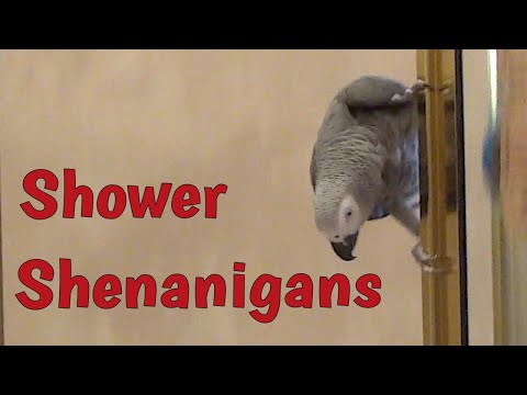 einstein's-shower-shenanigans