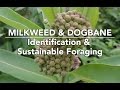 Milkweed & Dogbane — Identification & Sustainable Foraging with Adam Haritan