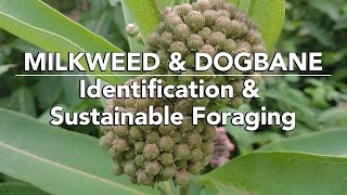 Milkweed & Dogbane — Identification & Sustainable Foraging with Adam Haritan