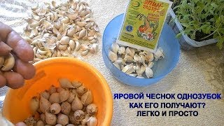 САЖАЕМ ЯРОВОЙ ЧЕСНОК.  МОЙ ОПЫТ ПОЛУЧЕНИЯ ОДНОЗУБОК. ОТЛИЧИЯ ОЗИМОГО ОТ ЯРОВОГО ЧЕСНОКА