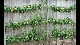 Tricks To Grow Fruit Trees in SMALL Spaces!