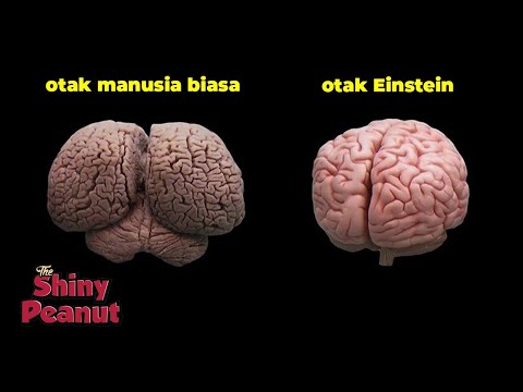 Video: Apa Yang Membuat Albert Einstein Terkenal?