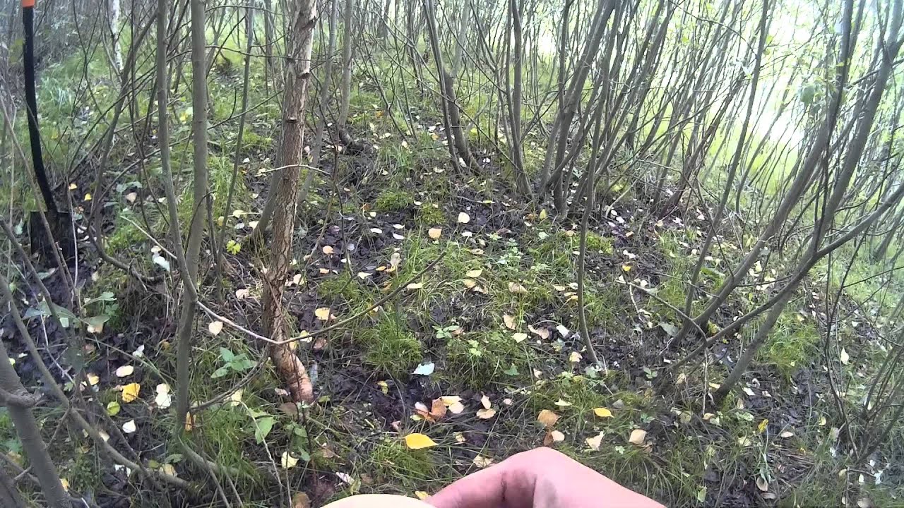 за грибами в лес - YouTube