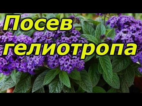 Video: Жыпар жыттуу гелиотроп