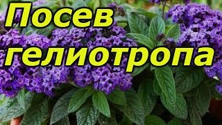 ГЕЛИОТРОП. НАДЁЖНЫЙ СПОСОБ ПОСЕВА СЕМЯН.