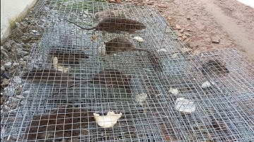 Bẫy Chuột Tự Động Đơn Giản Hiệu quả Minh Ngọc 0786 952072