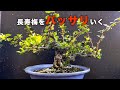 ハズレ長寿梅から使えそうな所を探す #盆栽 #bonsai