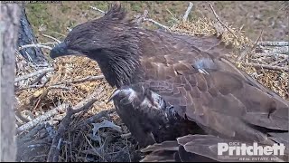 SWFL Eagles ~ 💕 E21 IS BACK!! 💕 HAPPY TEARS & WELCOME HOME!! SuperDad M15 Brings A FISH! 4.5.23