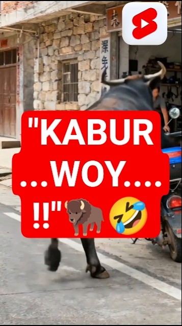 #Kerbau ini tidakhanyakuat…tapijuga pinterbawa #sepeda!#funny #comedy #videolucu#ngakak#shortsviral