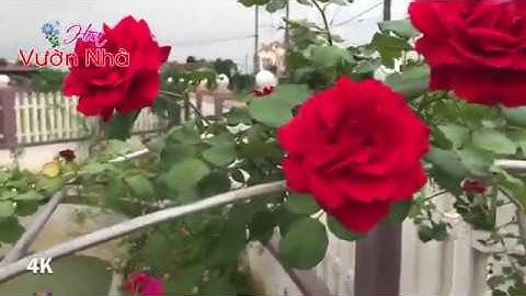 Nếu muốn trồng hoa hồng leo thì hãy trồng cổ Hải Phòng nhé bạn