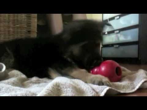 German Shepherd Puppy playing with is Kong toy. CUTE little Dunder 