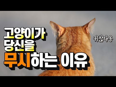 [ENG SUB] [대고민]고양이가 자꾸 저를 피하는 것 같아요