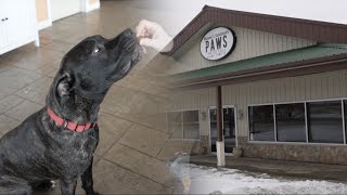PAWS Inn The Falls steps in as Lockport’s new stray dog shelter