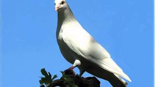 Vignette de la vidéo "DAVID PHILOE... VOLE MA COLOMBE SLOW.. MUSIC SEYCHELLES"