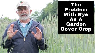 The Problem With Rye As A Garden Cover Crop