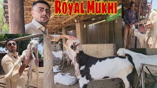India's Finest Goat Breeding Setup Update | The Most Royal Goat Farm | Royal Mukhi Farm Ahmedabad.