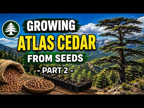 How to grow Atlas Cedar from the seeds? Part 2 - YouTube